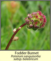 Burnet, fodder, Sanguisorba minor