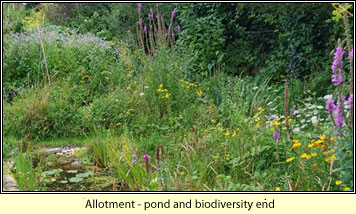 Broadstone allotment, biodiversity end