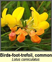Birds-foot-trefoil, lesser