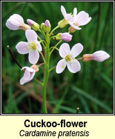 Cuckoo-flower