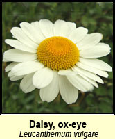 Daisy, ox-eye