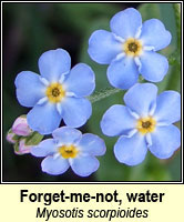 Forget-me-not, water
