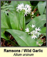 Garlic, wild