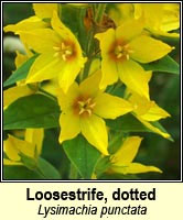 Loosestrife, dotted