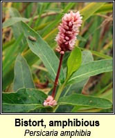Bistort, amphibious