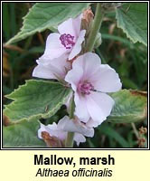 Marsh-mallow