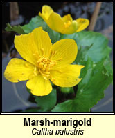 Marsh-marigold