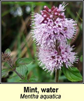 Mint, water