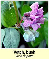 Vetch, bush