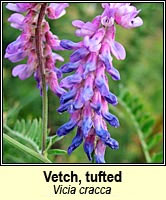 Vetch, tufted