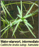 Water-starwort