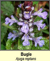 Bugle