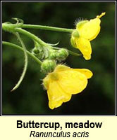 Buttercup, meadow