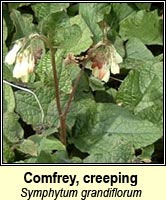 Comfrey, creeping