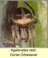 Agalenatea redii, Gorse Orbweaver