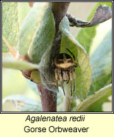 Agalenatea redii, Gorse Orbweaver