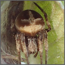 Agalenatea redii, Gorse Orbweaver