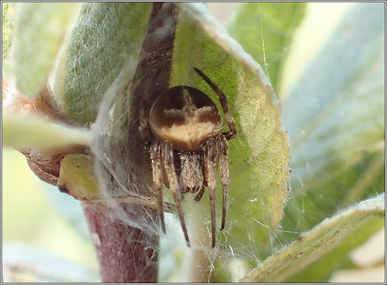 Agalenatea redii, Gorse Orbweaver