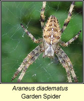 Araneus diadematus, Garden spider