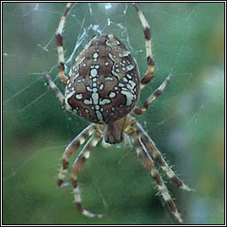 Araneus diadematus, Garden spider