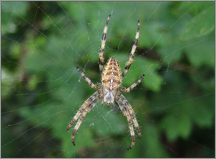 Araneus diadematus, Garden spider