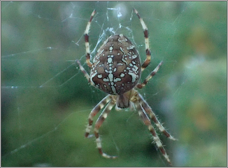 Araneus diadematus, Garden spider