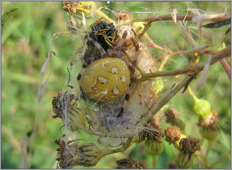 Araneus quadratus, Four Spot Orbweaver