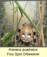 Araneus quadratus, Four Spot Orbweaver