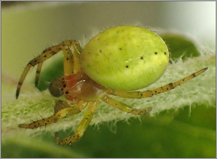 Araniella cucurbitina sens lat, Cucumber Green Orb Spider