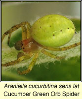 Araniella cucurbitina sens lat, Cucumber Green Orb Spider