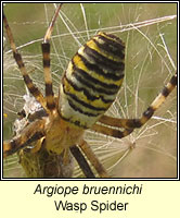 Argiope bruennichi, Wasp Spider