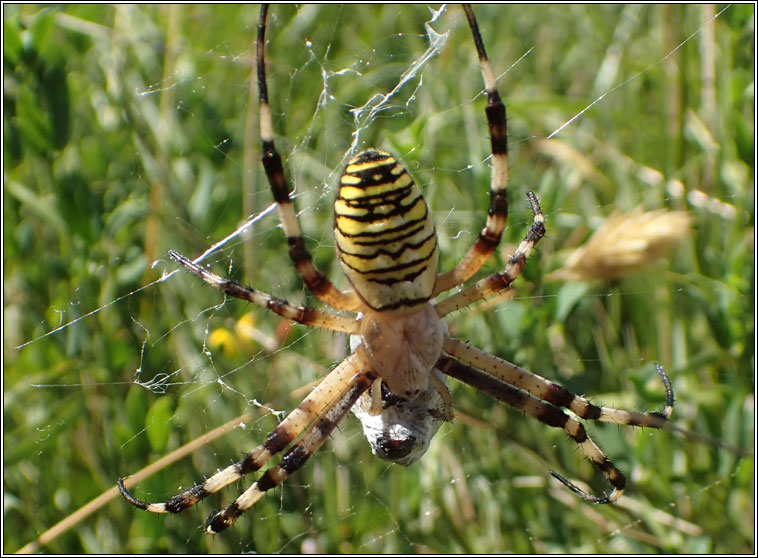 Argiope bruennichi, Wasp Spider