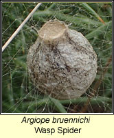 Argiope bruennichi, Wasp Spider