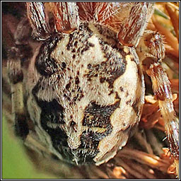 Larinioides cornutus, Furrow Orbweaver