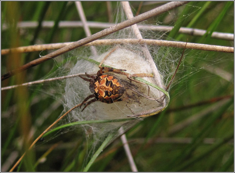 Larinioides cornutus, Furrow Orbweaver