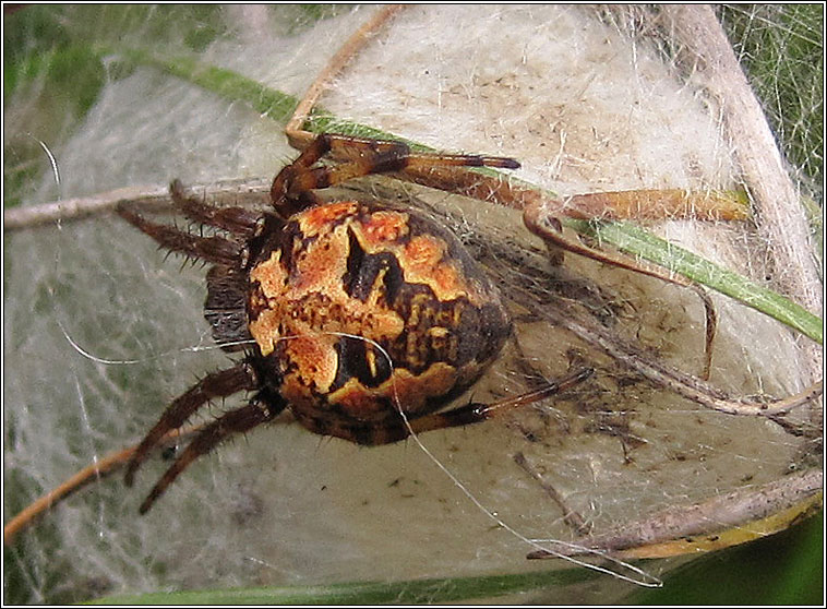 Larinioides cornutus, Furrow Orbweaver