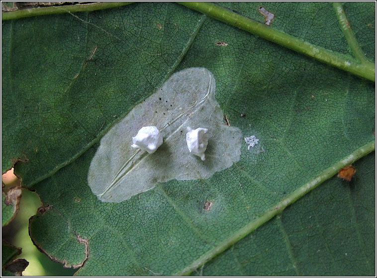 Paidiscura pallens egg cases