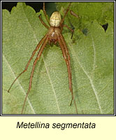 Metellina segmentata