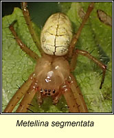 Metellina segmentata