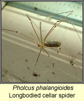 Pholcus phalangioides, Longbodied cellar spider