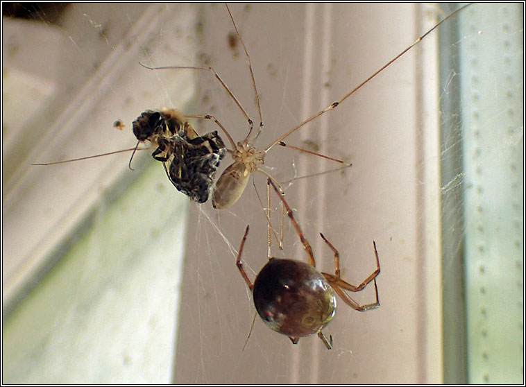 Pholcus phalangioides, Longbodied cellar spider