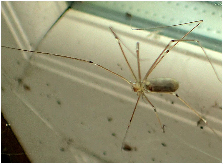 Pholcus phalangioides, Longbodied cellar spider