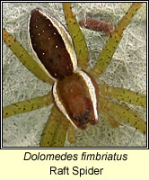 Dolomedes fimbriatus, Raft Spider