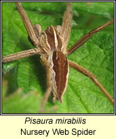 Pisaura mirabilis, Nursery Web Spider