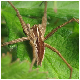 Pisaura mirabilis, Nursery Web Spider