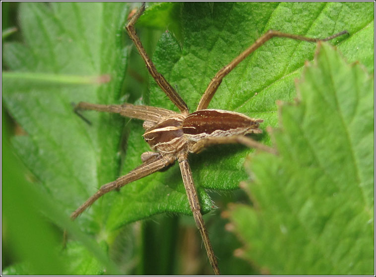 Pisaura mirabilis, Nursery Web Spider