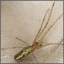 Tetragnatha montana