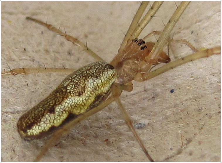 Tetragnatha montana