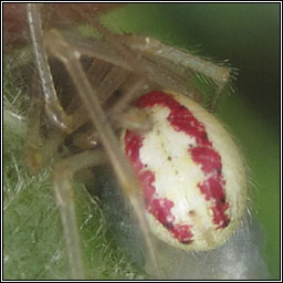 Enoplognatha ovata, Comb-footed spider (redimita form)