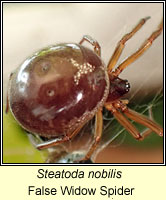 Steatoda nobilis, False Widow Spider